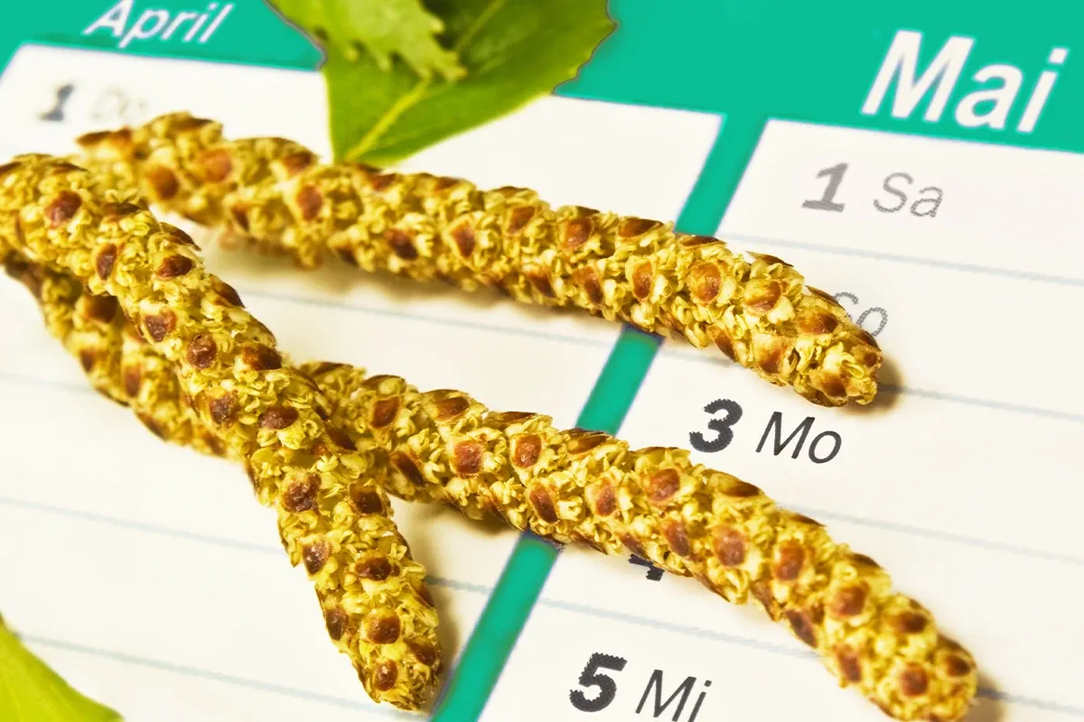 Blütenpollen vor einem Kalender