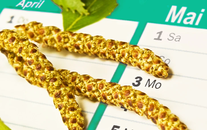 Blütenpollen vor einem Kalender